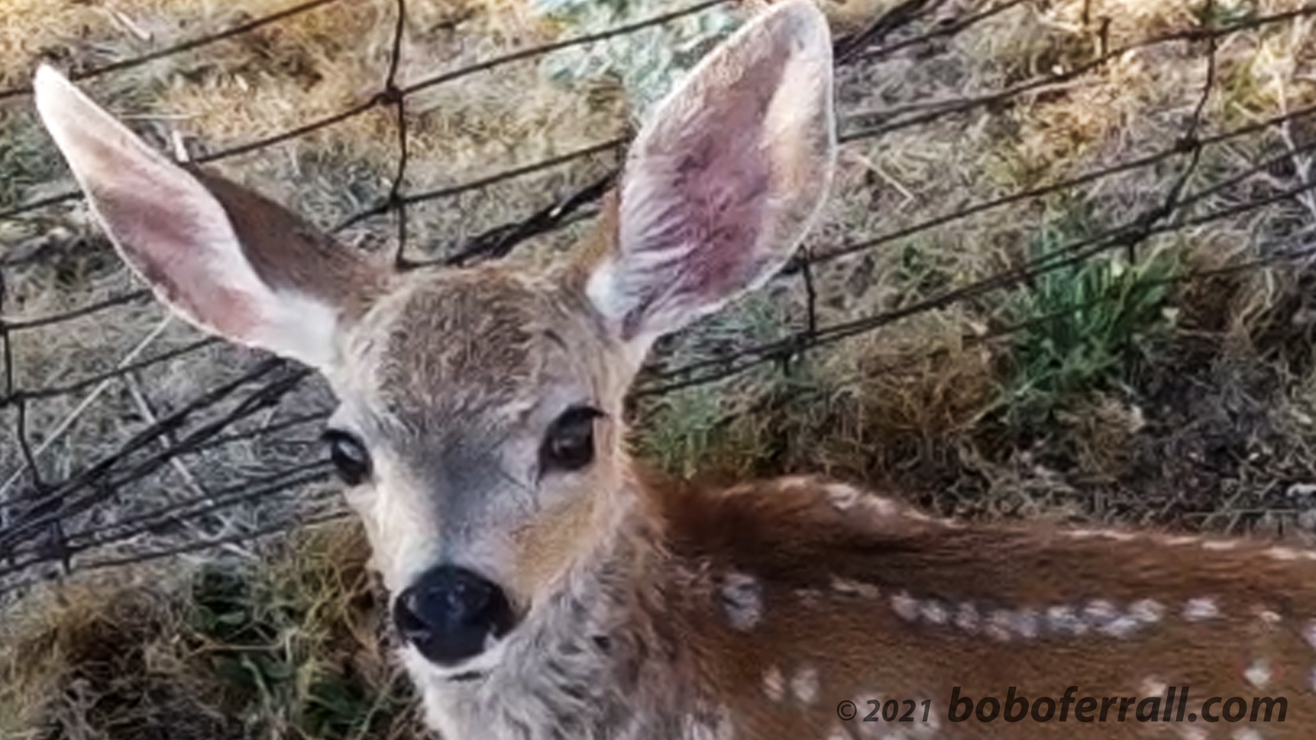 Baby Fawns In Covelo, July 2021