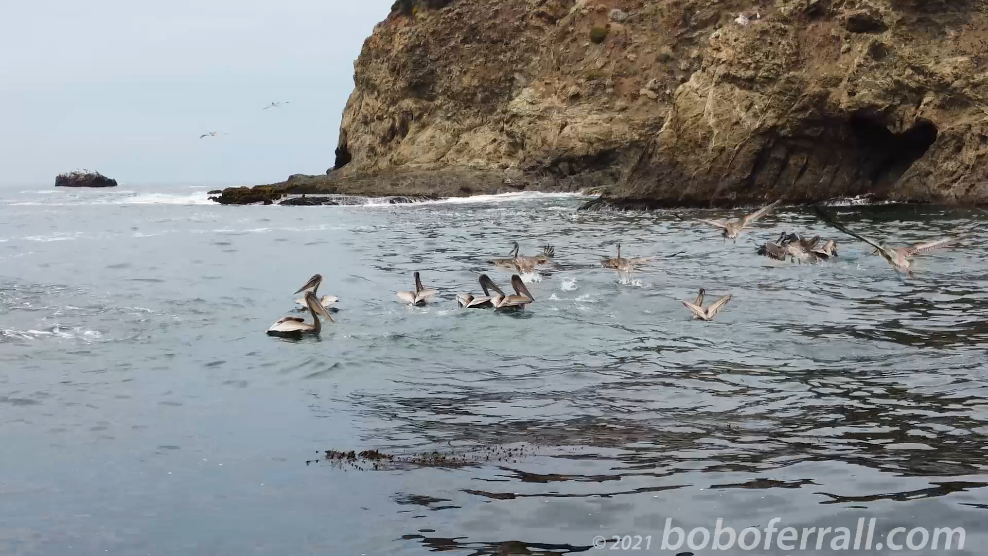 Brown Pelicans on the Pacific Ocean - July 2021