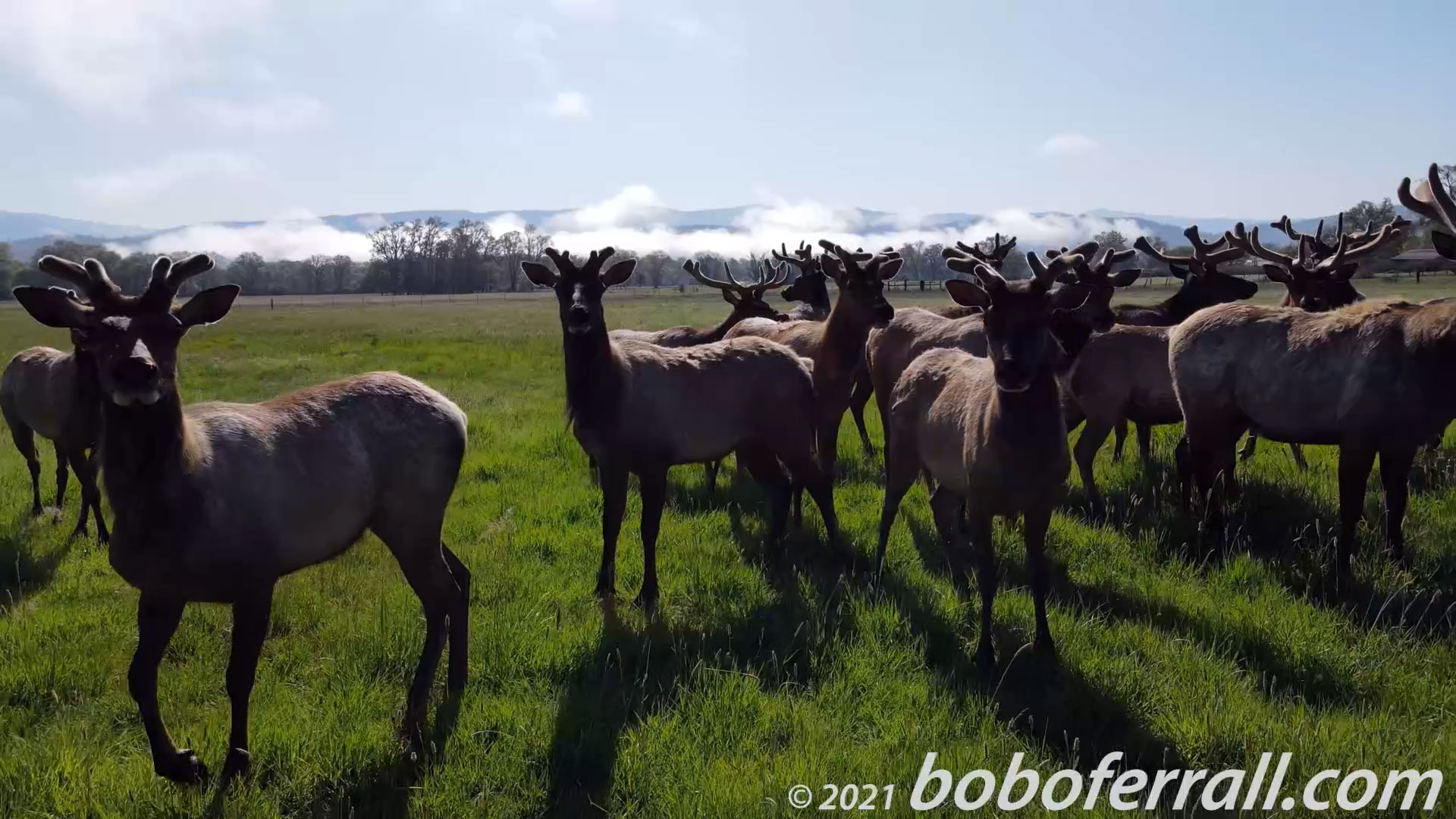 A Small Herd of Elk in Covelo