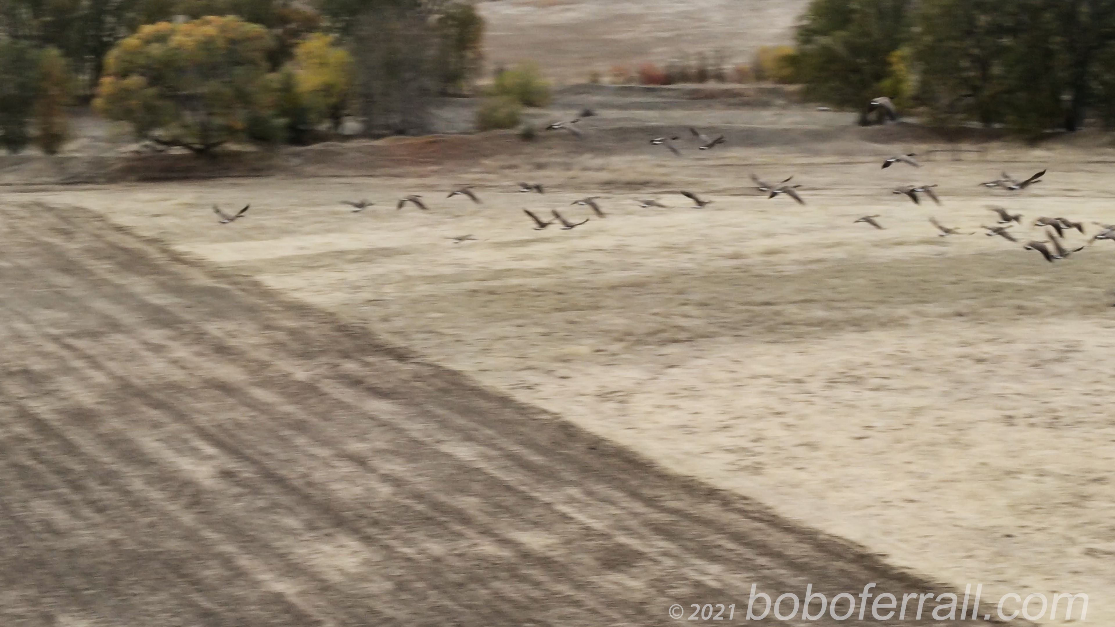 Flying with a Gaggle of Geese in Covelo, October 2021