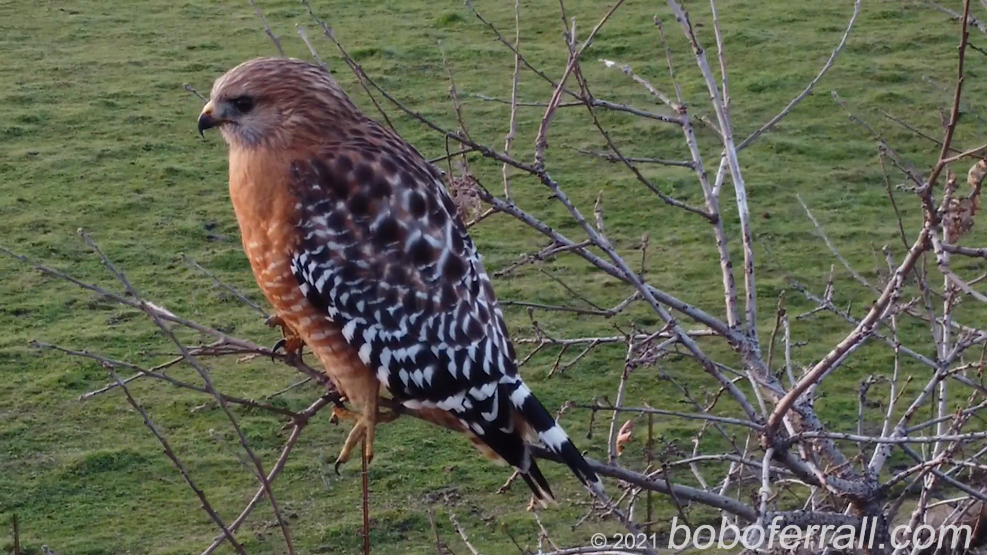 A Beautiful Red-shouldered Hawk in Round Valley