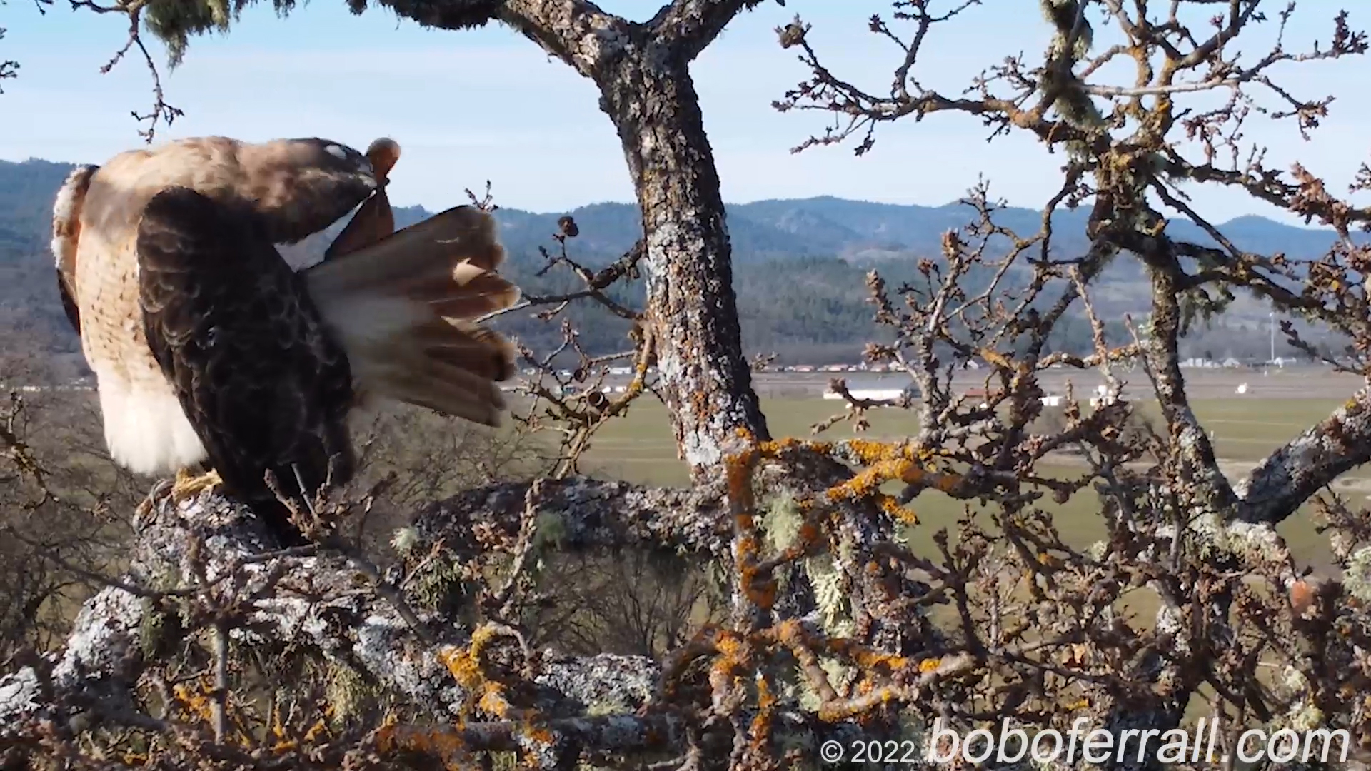 This Bathing  Red Tailed Hawk is obviously a friend of mine, and spends the entire video bathing. Be prepared to see very cool red-tailed beauty while this Hawk shows a lot of fluff