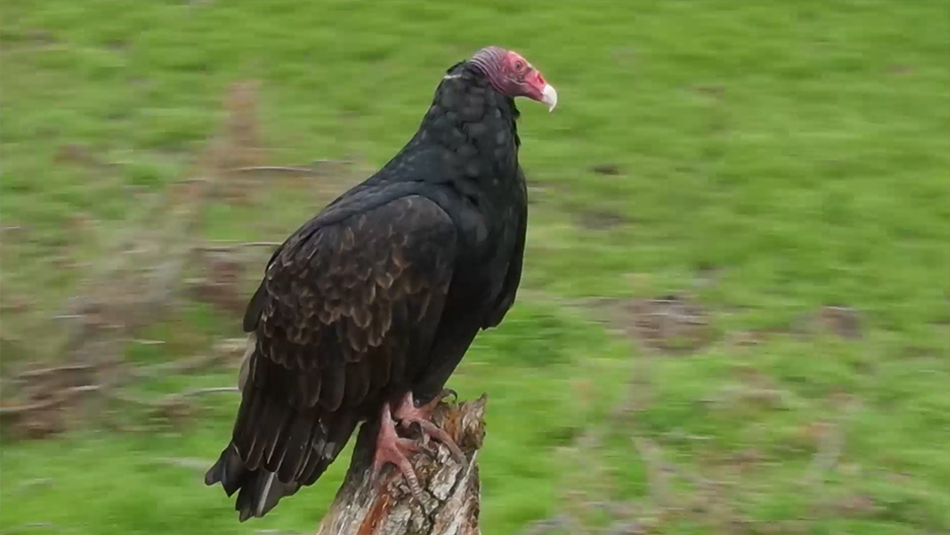 Flying Circles Around a Turkey Vulture